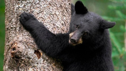 Барибал - черный медведь Северной Америки.2