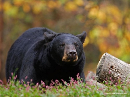 Барибал - черный медведь Северной Америки.3