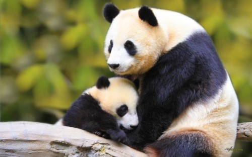Большие панды и их особенности