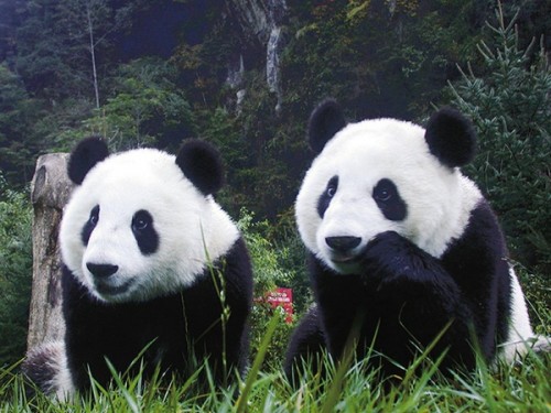 Большие панды и их особенности3