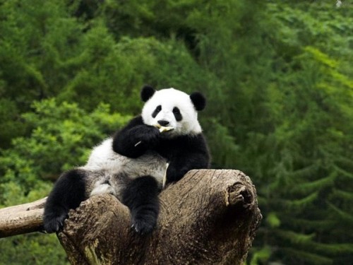 Среда обитания большой китайской панды2