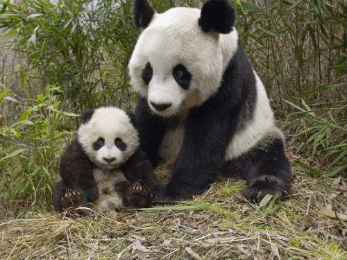 Среда обитания большой китайской панды3