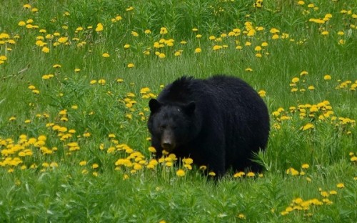 Черные медведи4