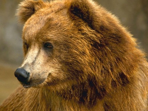 Вопросы о медведях в ЕГЭ3