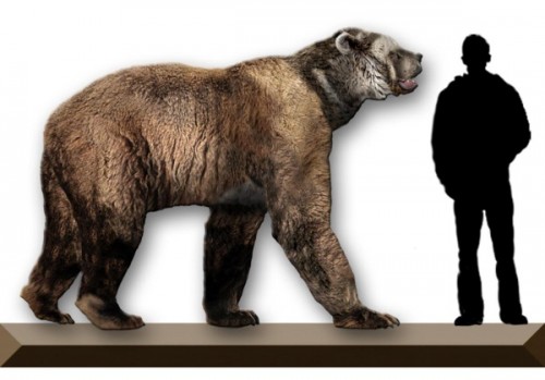 Вымерший вид медведей