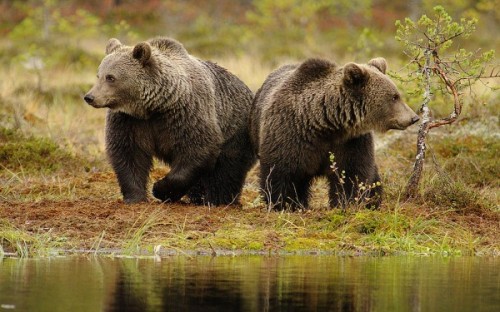 Интересные факты о медведях2