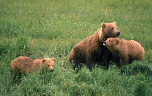 Интересные факты о медведях4