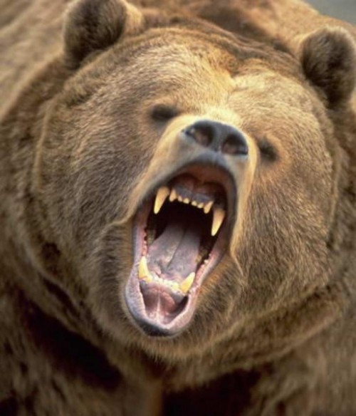 Интересные факты о медведях5