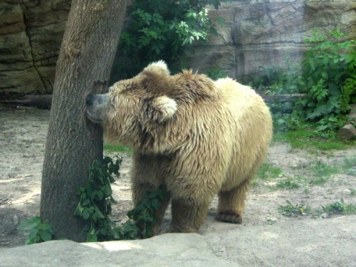 Медведи Киевского зоопарка2