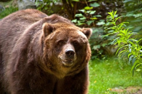 Медведь кадьяк3