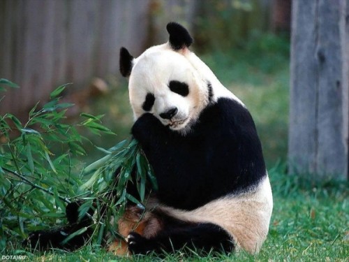 Рацион панды