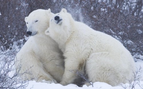 Самые крупные животные – белые медведи