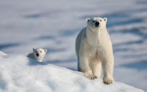 Белые медведи – снежные короли полярного круга3