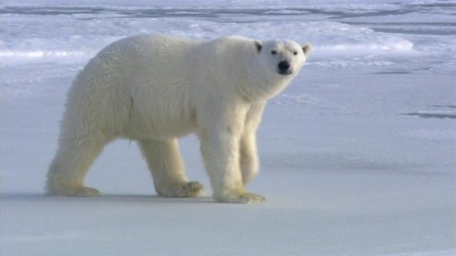 Все самое интересное о полярных медведях2