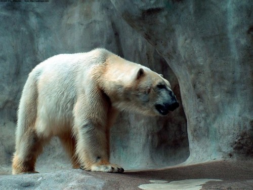 Все самое интересное о полярных медведях4
