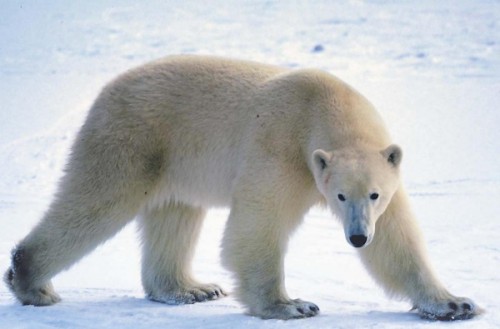 Все самое интересное о полярных медведях5
