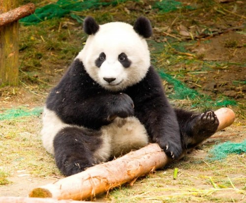 Интересные факты о пандах3