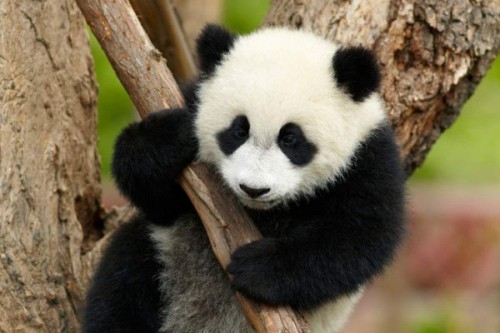 Интересные факты о пандах4
