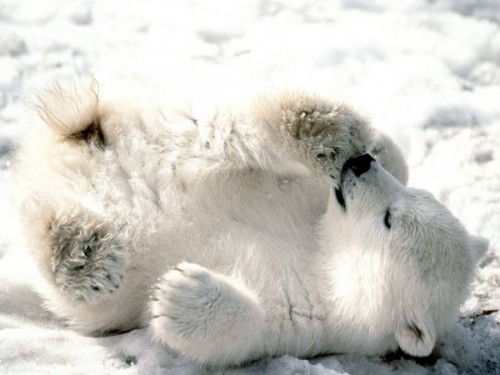 Полярный медведь – русский медведь.