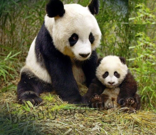 Такие милые плюшевые панды.