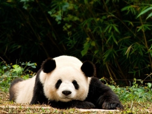 Такие милые плюшевые панды.3