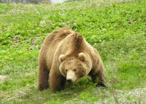 Важность медведей в современной природе 2