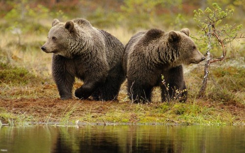 Общие сведения о медведях.4