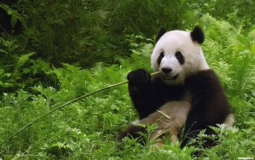 Повадки и среда обитания большой панды3