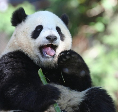 Повадки и среда обитания большой панды4