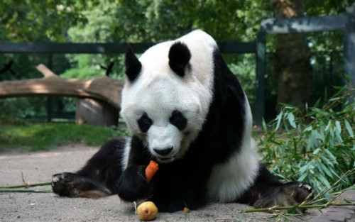 Повадки и среда обитания большой панды5