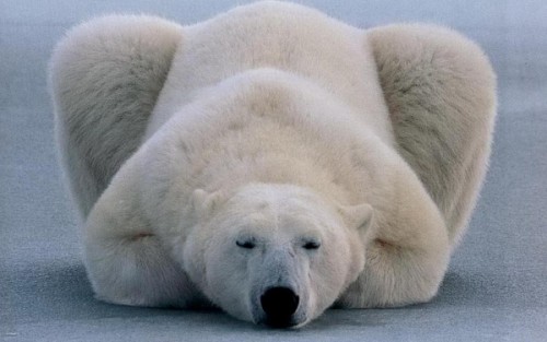 Интересные особенности жизни полярного медведя 2