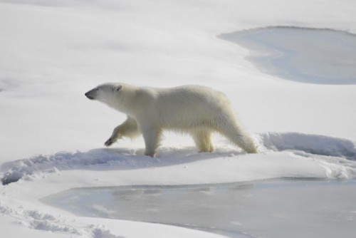 Интересные особенности жизни полярного медведя 4