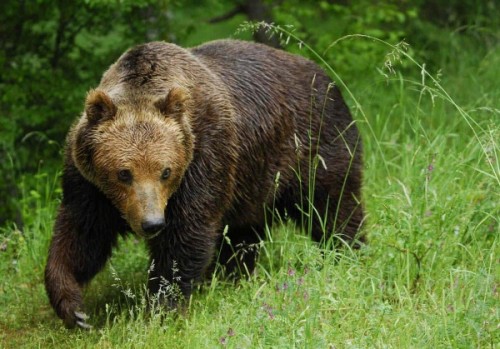 Медведь – один из символов России для иностранцев2