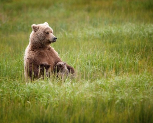 Медведь – один из символов России для иностранцев4