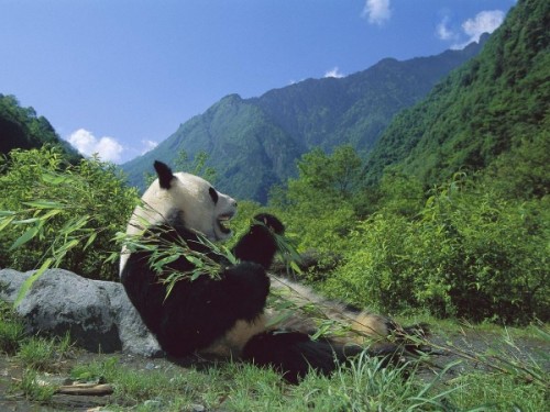 Панда – бамбуковый медведь