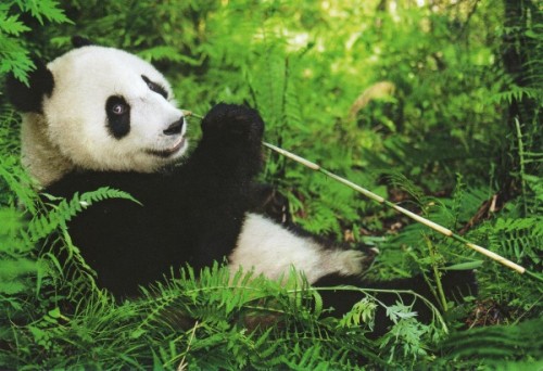 Панда – бамбуковый медведь2
