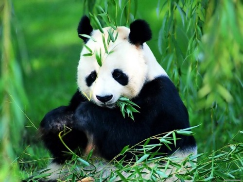 Панда – бамбуковый медведь3
