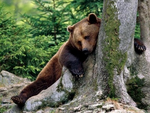 медведь в спячке 3