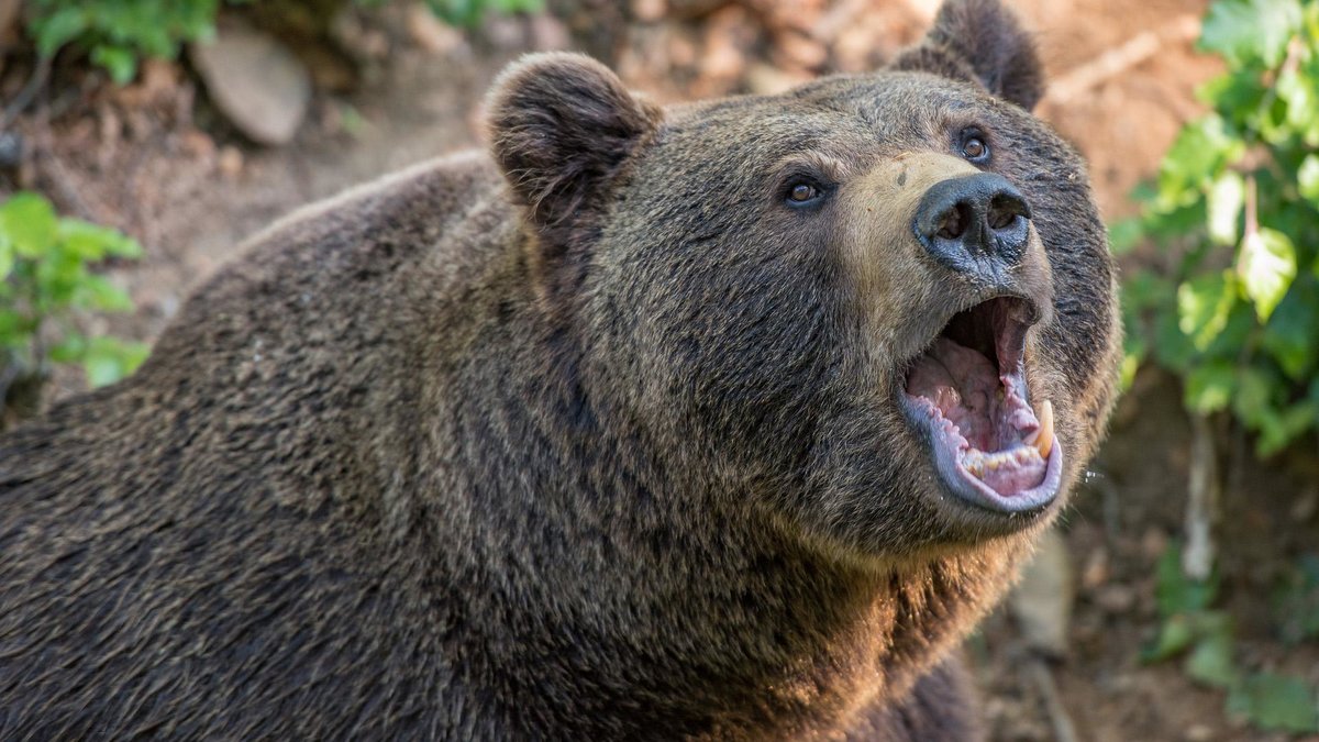 охота на медведя украина